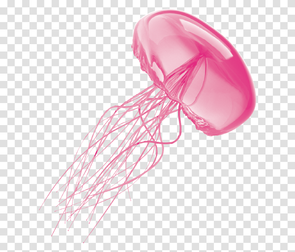 Jellyfish, Animals, Invertebrate, Sea Life Transparent Png