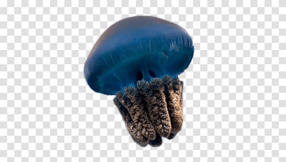 Jellyfish, Animals, Sea Life, Invertebrate, Fungus Transparent Png