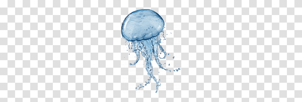 Jellyfish, Animals, Sea Life, Invertebrate, Snowman Transparent Png