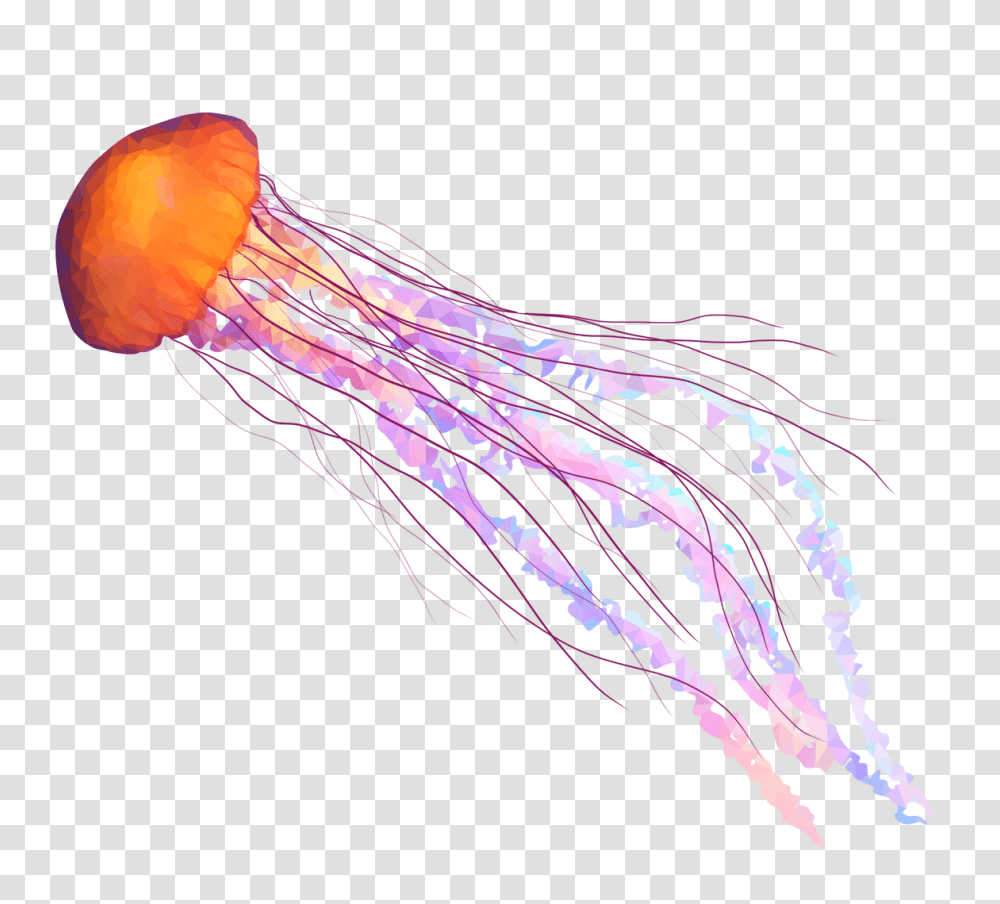 Jellyfish, Animals, Sea Life, Invertebrate Transparent Png