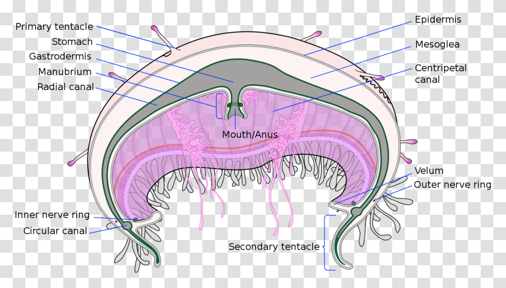 Jellyfish Cross Section, Animal, Purple Transparent Png