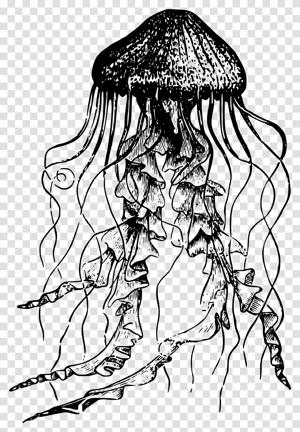 Jellyfish Drawing Download Jellyfish Black And White, Gray, World Of Warcraft Transparent Png