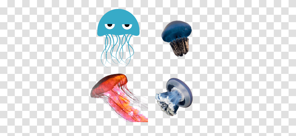 Jellyfish Images, Invertebrate, Sea Life, Animal Transparent Png