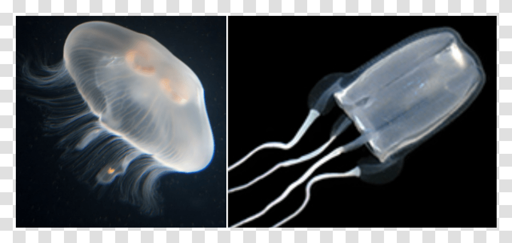 Jellyfish, Invertebrate, Sea Life, Animal Transparent Png