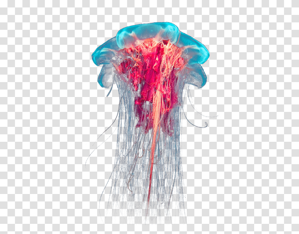 Jellyfish, Invertebrate, Sea Life, Animal Transparent Png