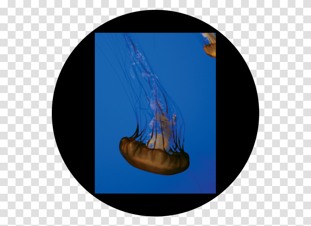 Jellyfish, Sea Life, Animal, Invertebrate Transparent Png