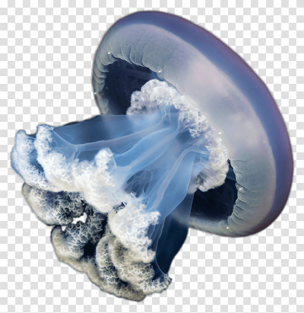 Jellyfish With No Background, Sea Life, Animal, Invertebrate, Snowman Transparent Png