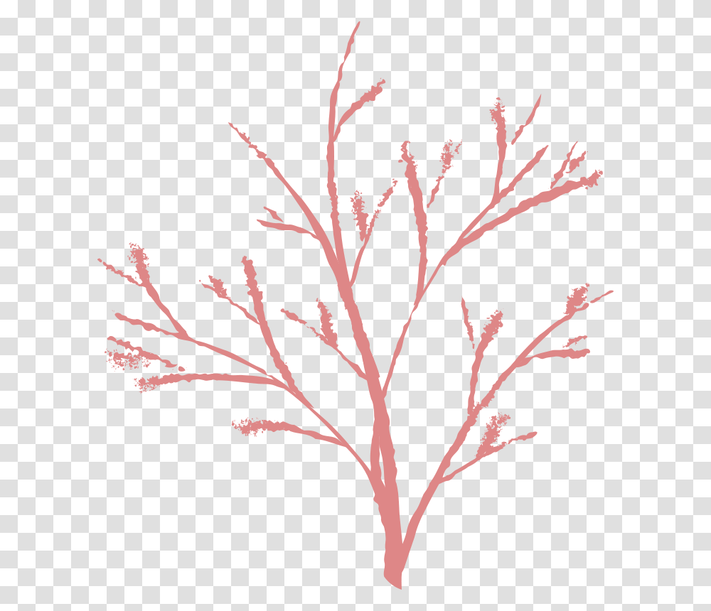 Jenny Arder Tree, Nature, Silhouette, Flower, Plant Transparent Png