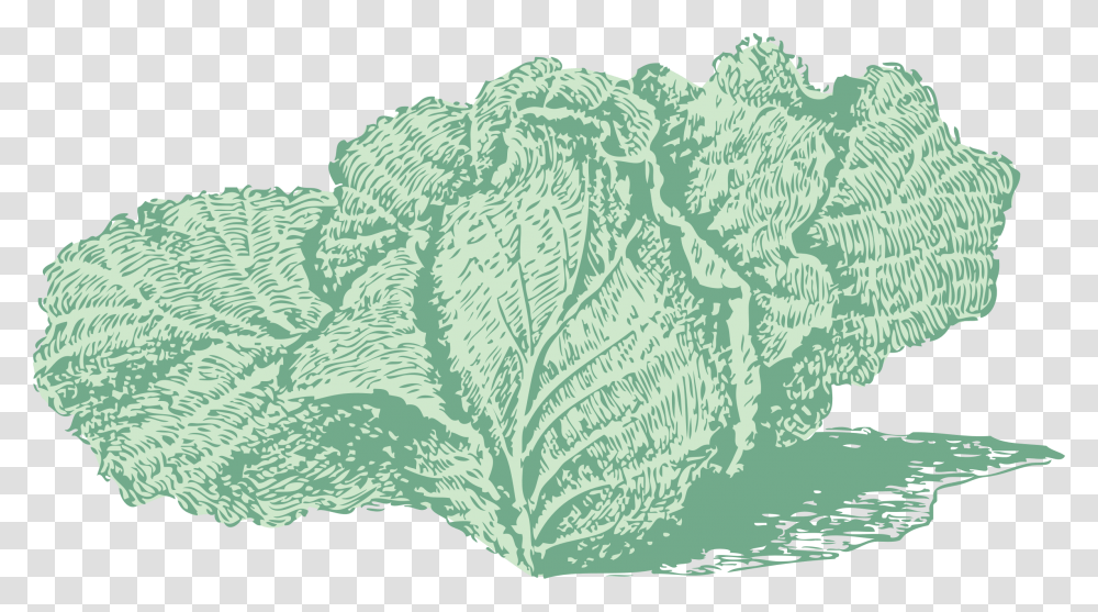 Jersey Cabbage Clip Arts, Plant, Vegetable, Food, Kale Transparent Png