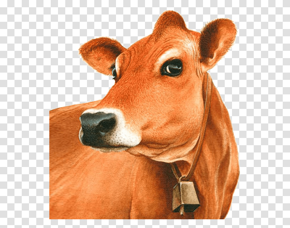 Jersey Cow Head Clipart, Cattle, Mammal, Animal, Dairy Cow Transparent Png