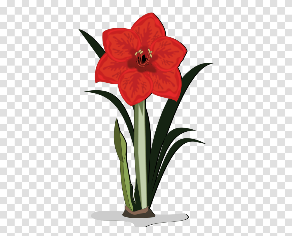 Jersey Lily Cut Flowers Amaryllis Bulb, Plant, Blossom, Rose, Amaryllidaceae Transparent Png
