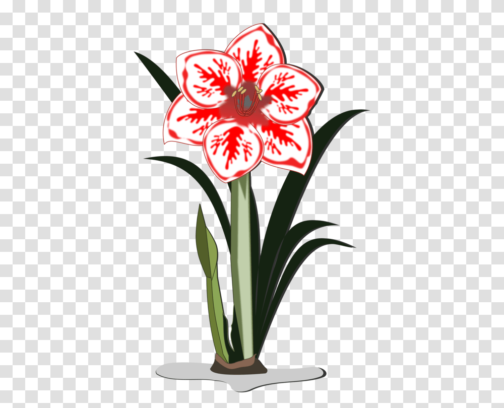 Jersey Lily Floral Design Flower Raster Graphics Amaryllis Free, Plant, Blossom, Amaryllidaceae Transparent Png