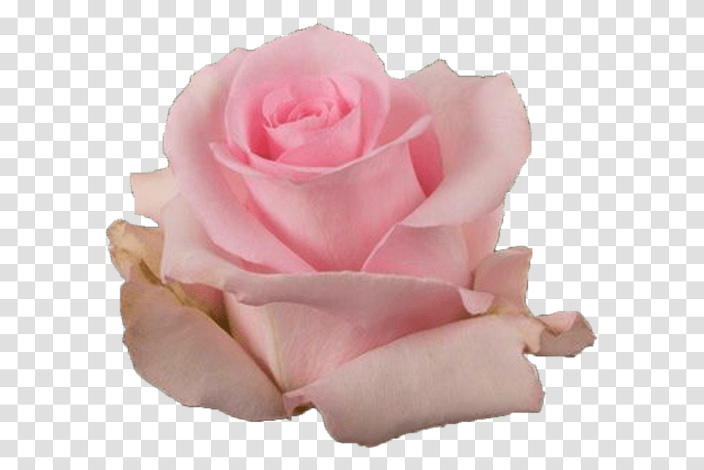Jessika Pink Rose Garden Roses, Flower, Plant, Blossom, Petal Transparent Png