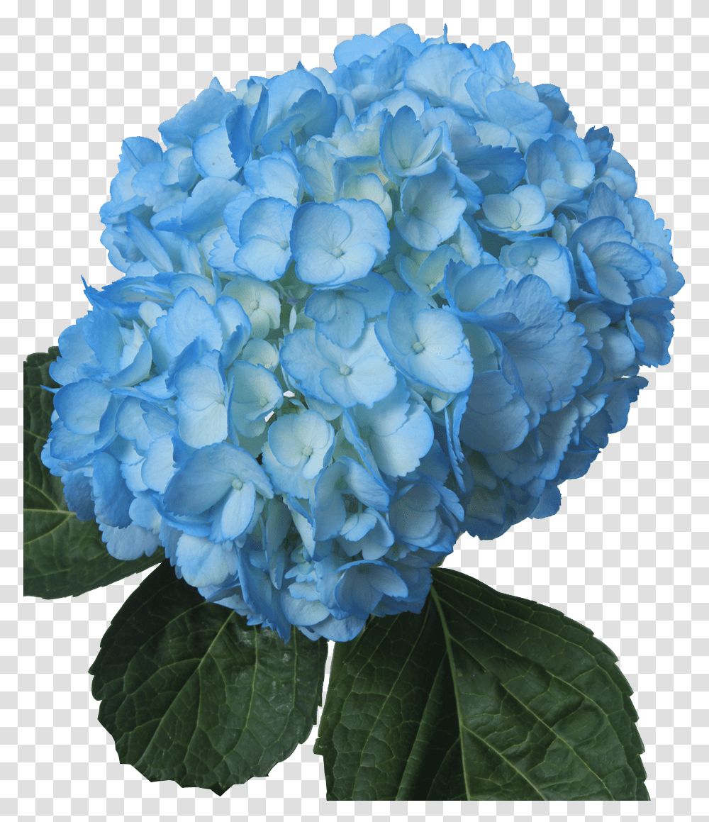 Jetty Flowers Gallery Light Blue Flower, Geranium, Plant, Blossom Transparent Png