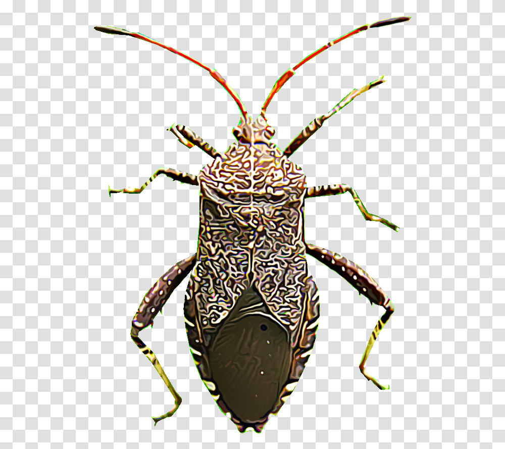 Jewel Beetles, Insect, Invertebrate, Animal, Spider Transparent Png