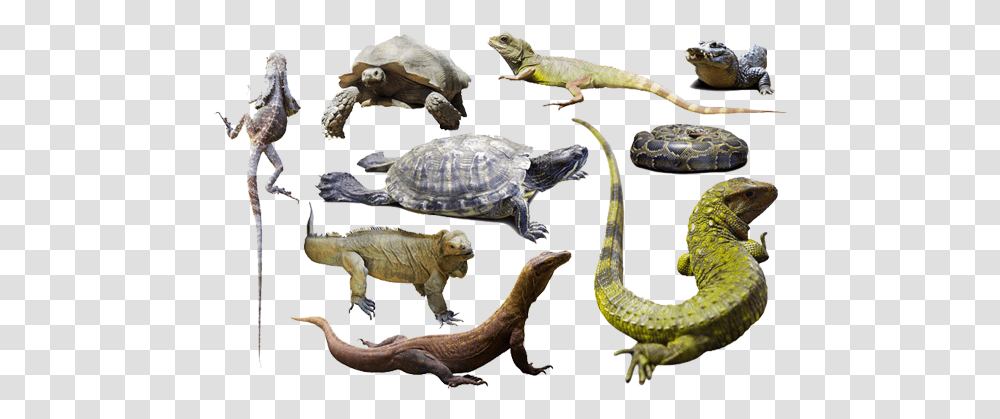 Jha Reptiles Home Reptiles Animals, Turtle, Sea Life, Tortoise, Snake Transparent Png