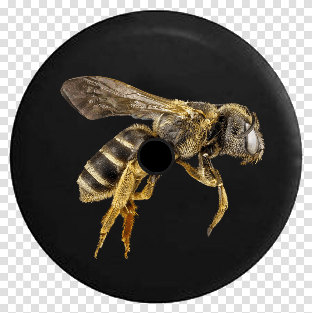 Jo Social Media Inc Honey Bee Black Background, Wasp, Insect, Invertebrate, Animal Transparent Png