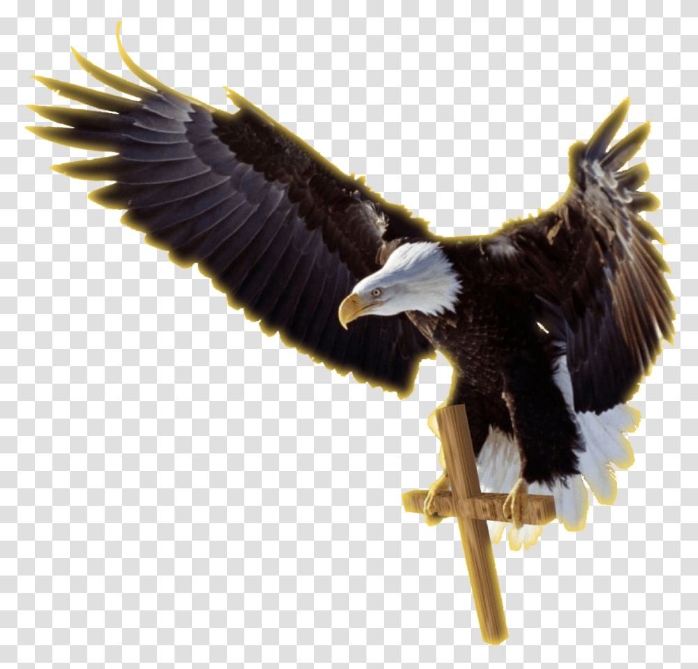 Job Experience Icon Download Facebook Cover Photo Eagle, Bird, Animal, Bald Eagle, Flying Transparent Png
