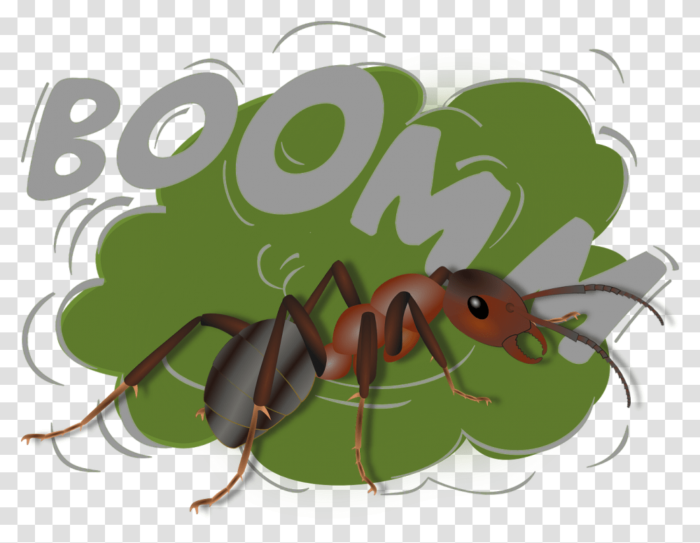 Jodi Ralston Exploding Ant Camponotus Saundersi Oreille Bruit Fort, Insect, Invertebrate, Animal Transparent Png