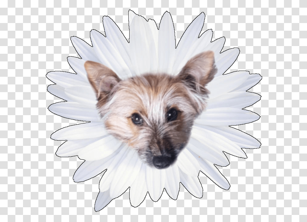 Jodyv S Avatar Small Terrier, Plant, Daisy, Flower, Pet Transparent Png