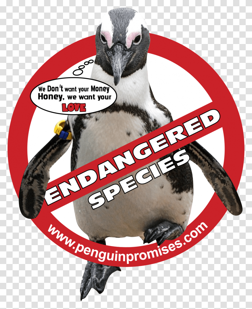 Joey Dunlop Foundation, Bird, Animal, Penguin, King Penguin Transparent Png