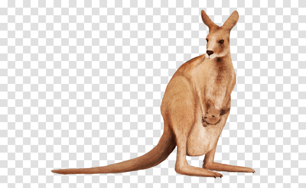 Joey Kangaroo Background Image Kangaroo, Mammal, Animal, Wallaby Transparent Png