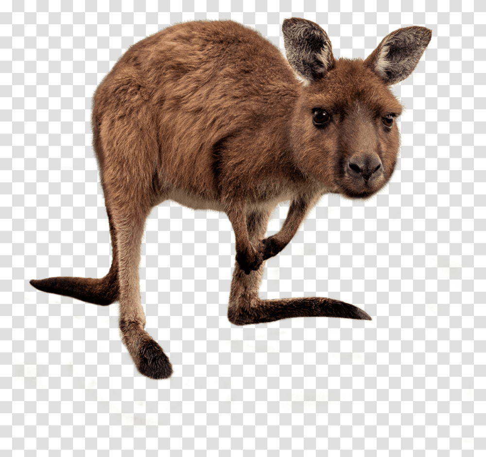 Joey Kangaroo Hd Photo Wallaby, Mammal, Animal, Pig Transparent Png