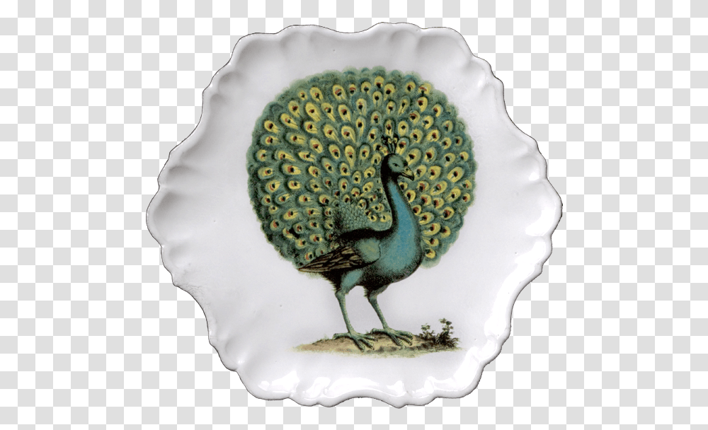 John Derian Peacock Print, Animal, Bird, Plant, Kiwi Bird Transparent Png