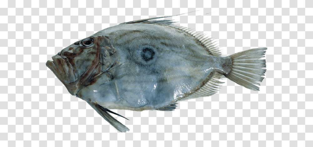 John Dory Icon Prahran Fish, Animal, Sea Life, Halibut, Flounder Transparent Png