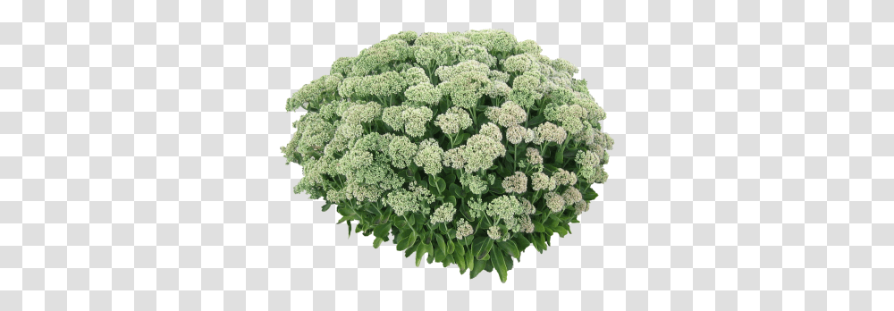 John Sankey Job White Flower Bush, Plant, Blossom, Food, Vegetable Transparent Png