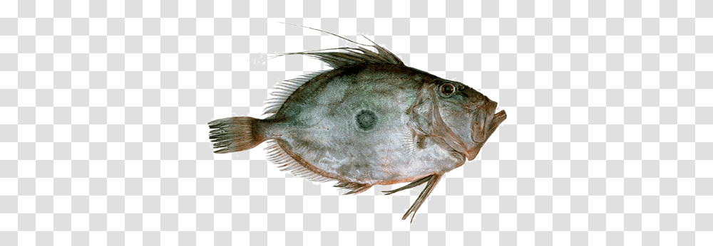 Johndory Sole, Fish, Animal, Sea Life, Tuna Transparent Png