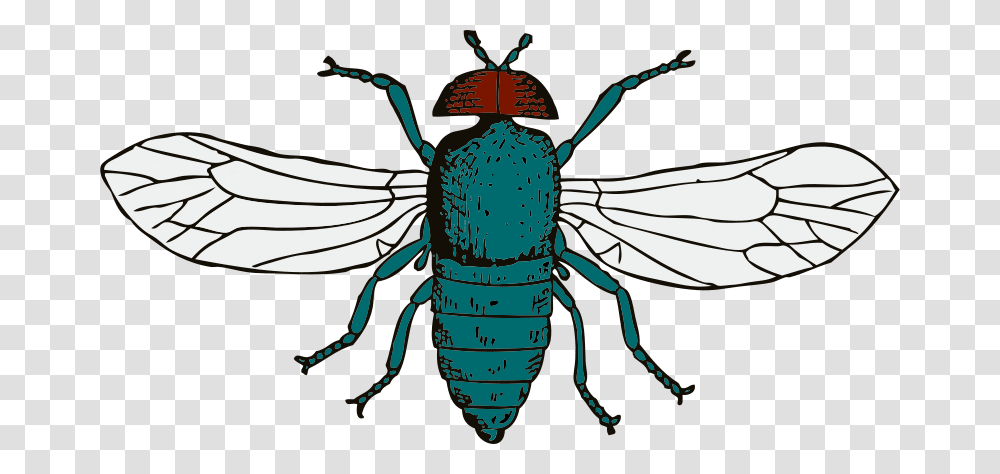 Johnny Automatic Blue Bottle Fly, Animals, Insect, Invertebrate, Wasp Transparent Png