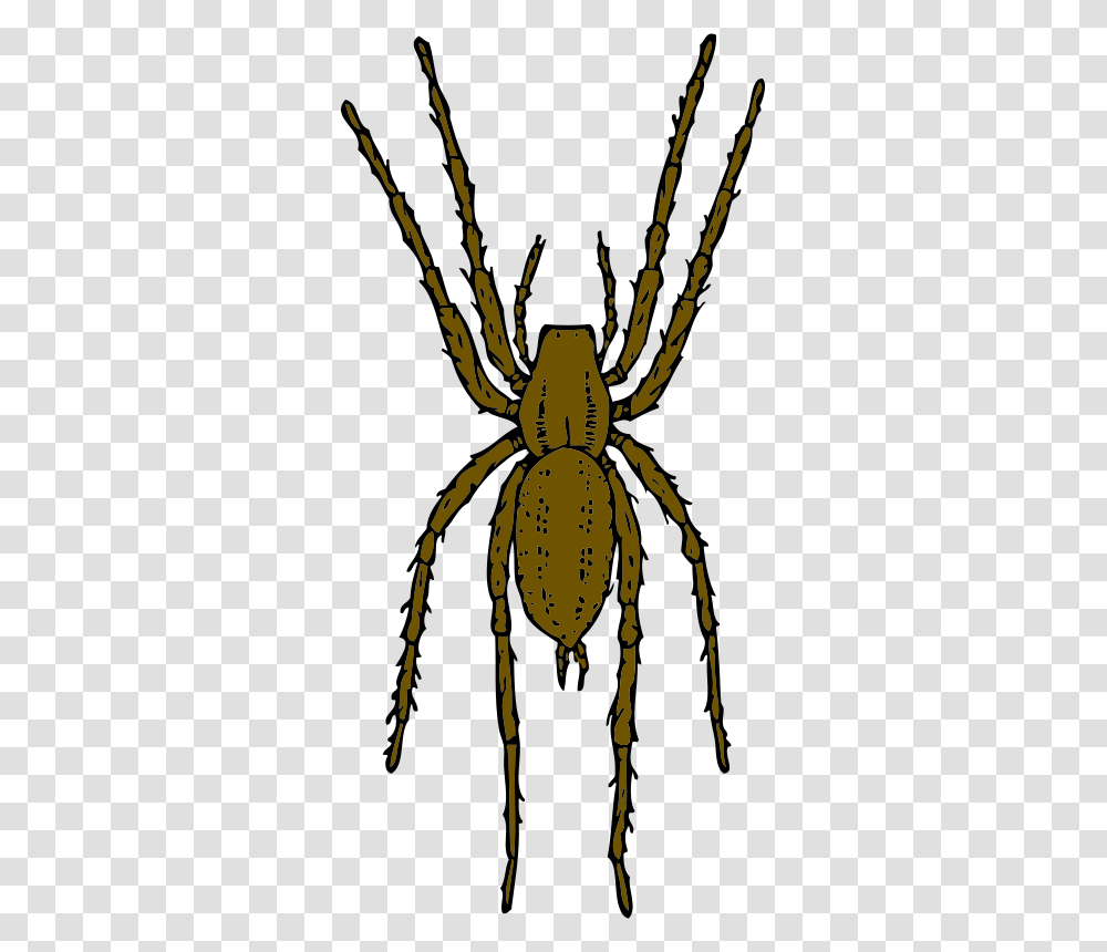 Johnny Automatic Brown Spider, Animals, Invertebrate, Insect, Arachnid Transparent Png