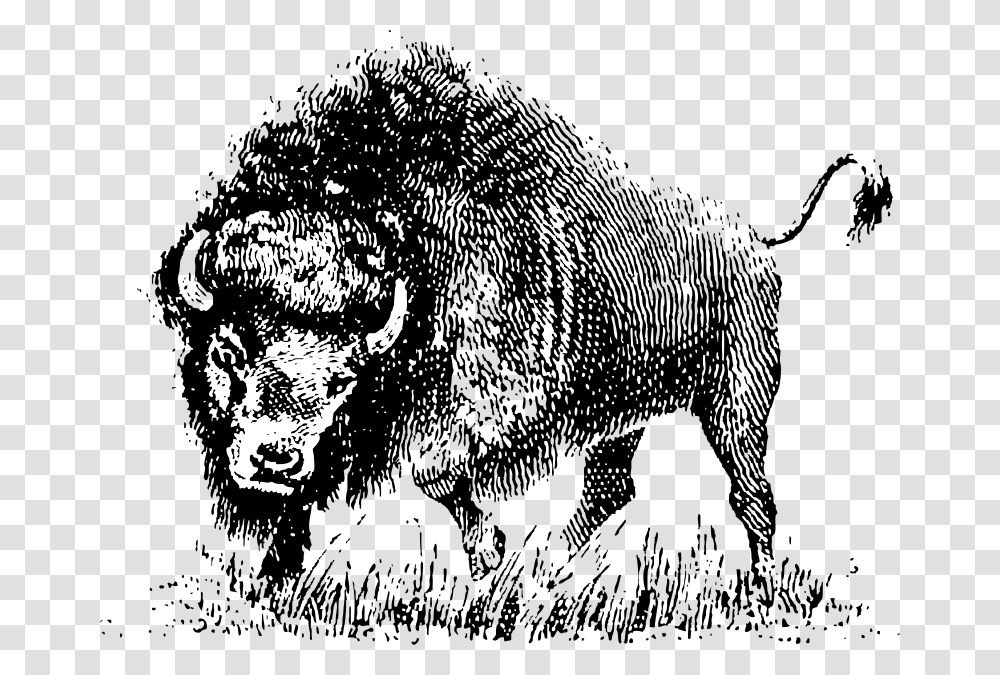 Johnny Automatic Buffalo, Animals, Bison, Wildlife, Mammal Transparent Png