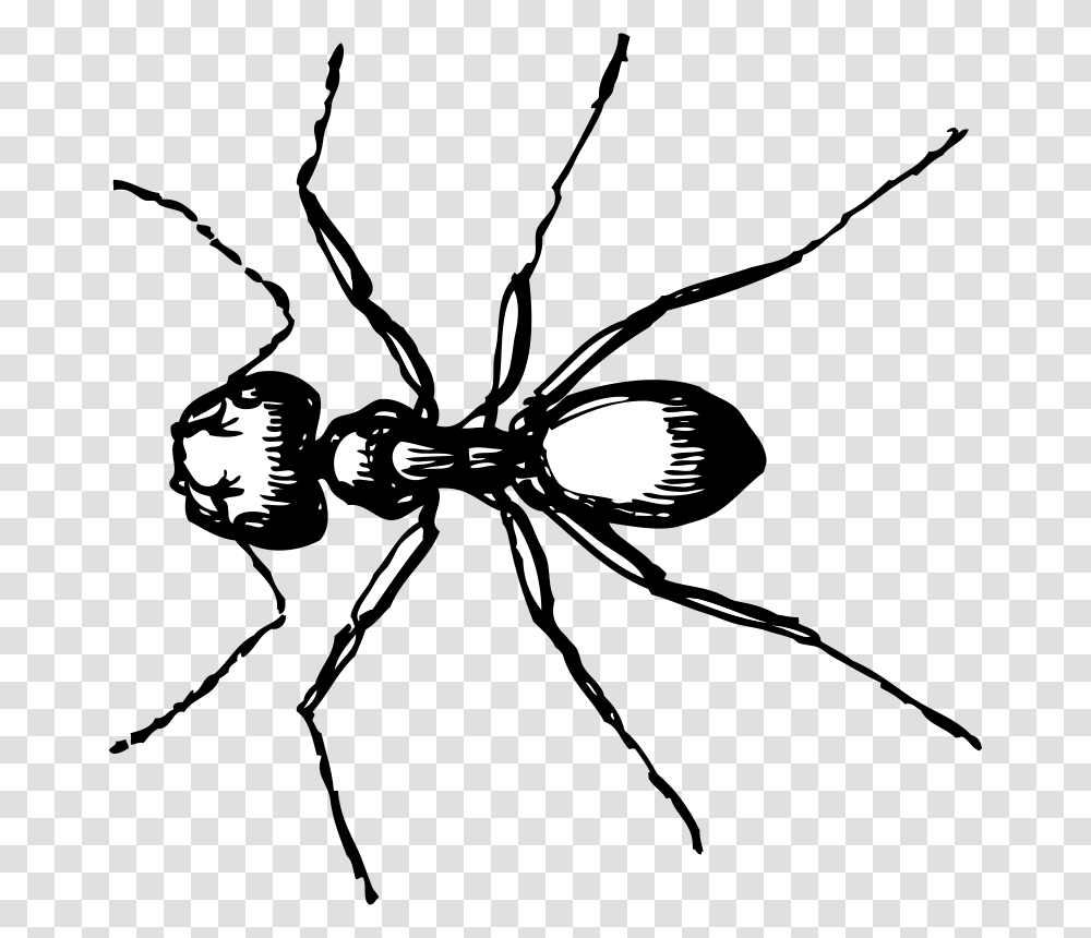 Johnny Automatic Carpenter Ant, Animals, Insect, Invertebrate, Ceiling Fan Transparent Png