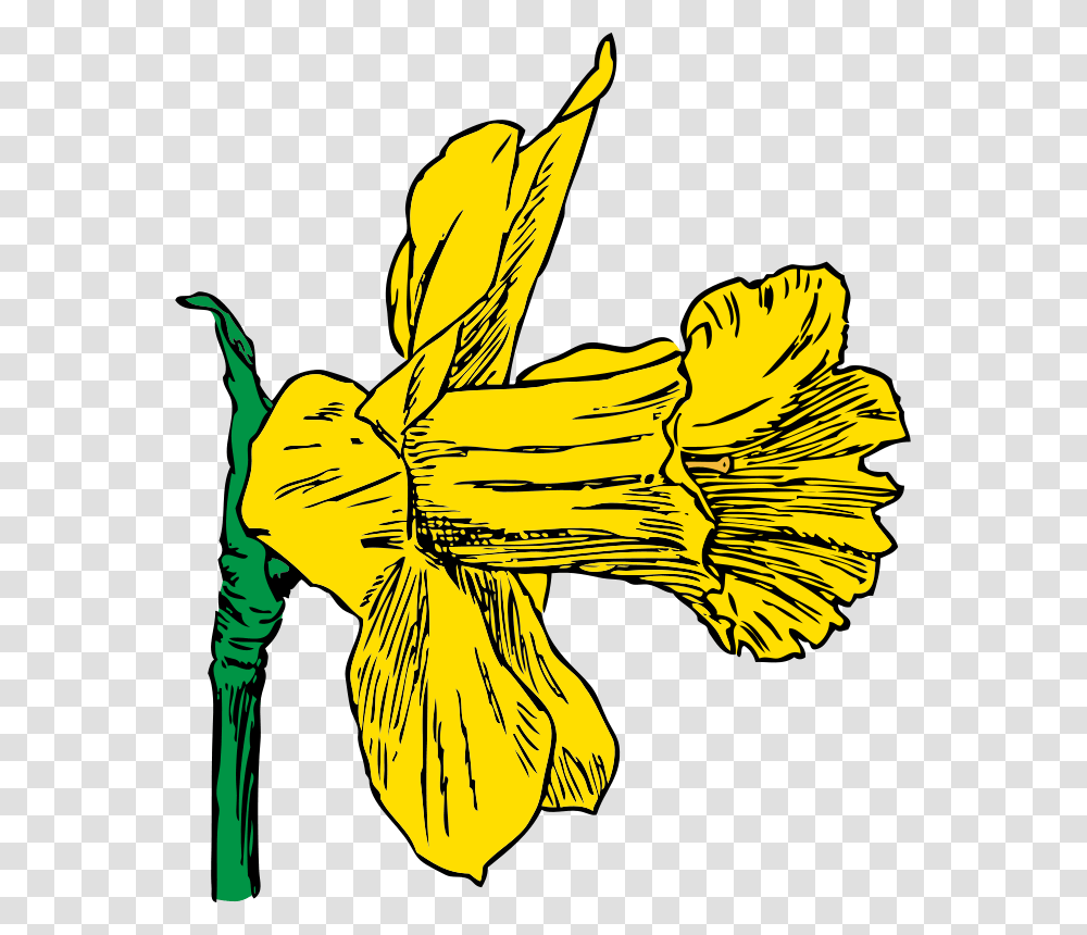 Johnny Automatic Daffodil, Nature, Plant, Flower, Blossom Transparent Png