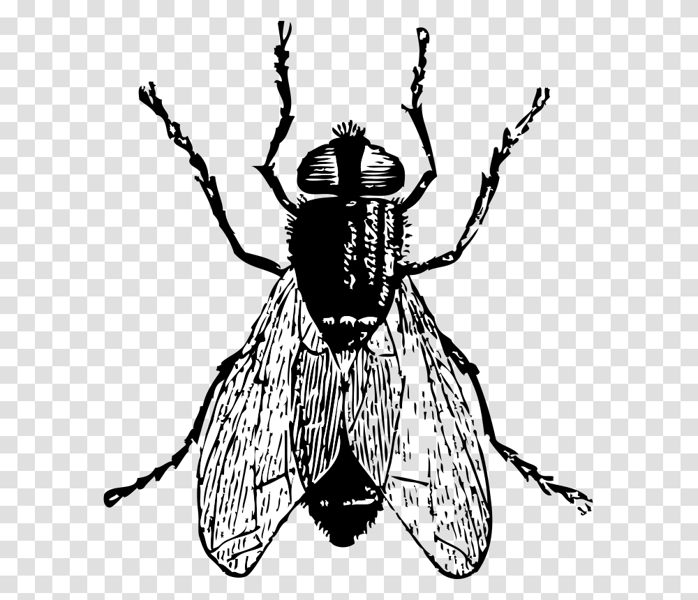 Johnny Automatic Fly, Animals, Insect, Invertebrate, Asilidae Transparent Png
