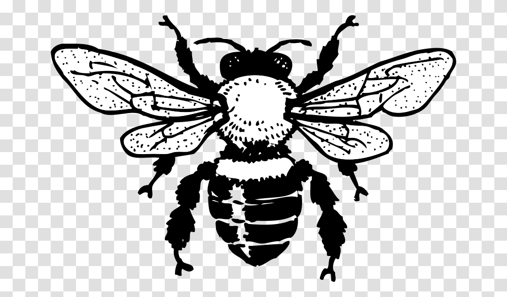 Johnny Automatic Honey Bee, Animals, Invertebrate, Insect, Wasp Transparent Png