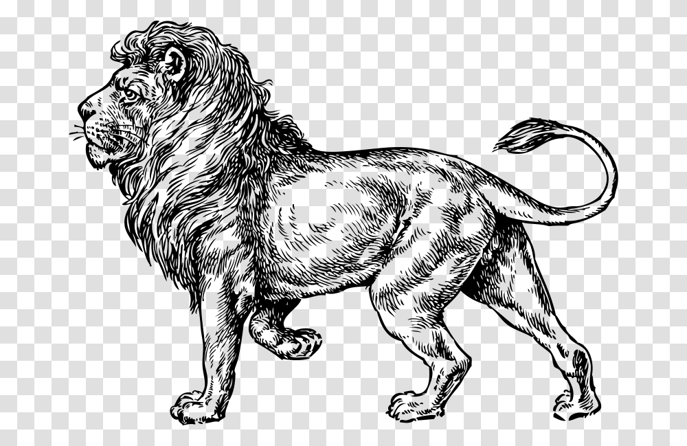 Johnny Automatic Lion, Animals, Gray, World Of Warcraft Transparent Png
