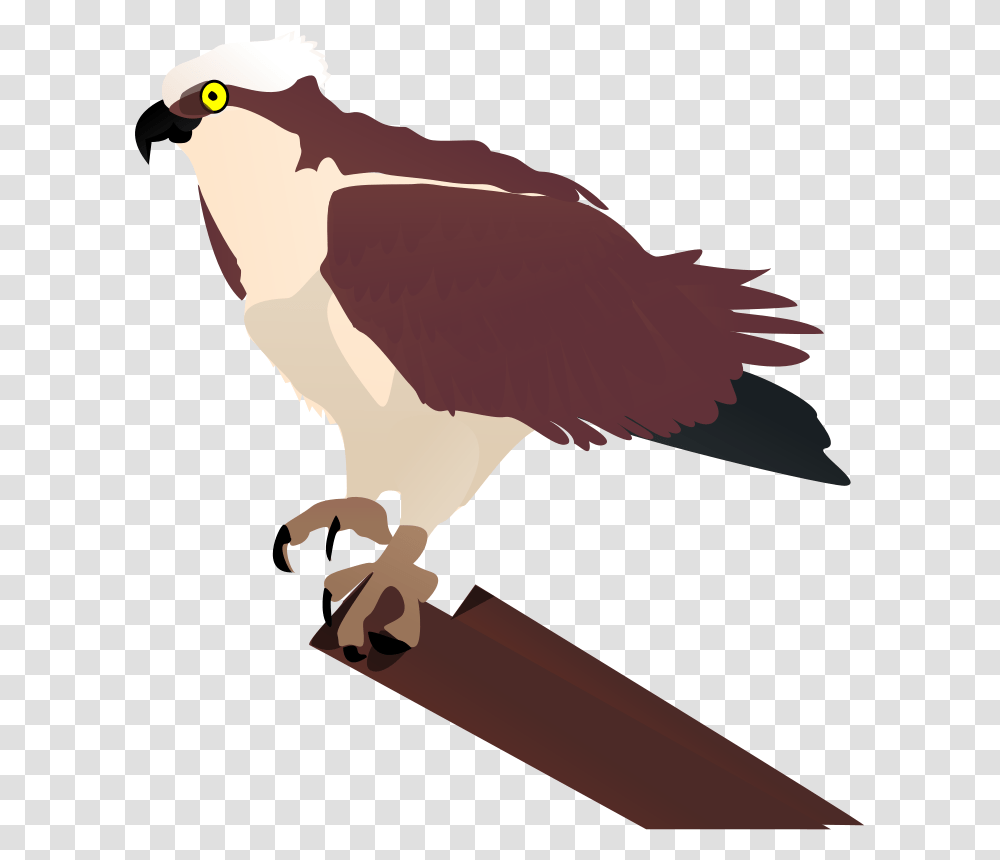 Johnny Automatic Osprey, Animals, Bird, Vulture, Kite Bird Transparent Png