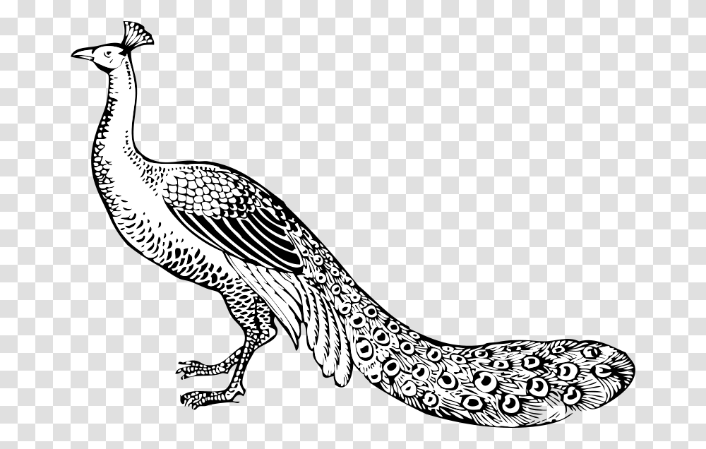 Johnny Automatic Peacock, Animals, Bird, Vulture, Beak Transparent Png
