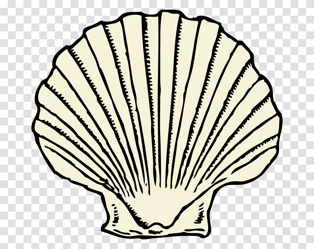 Johnny Automatic Scallop Shell, Animals, Clam, Seashell, Invertebrate Transparent Png