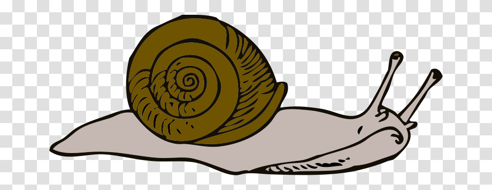 Johnny Automatic Snail, Animals, Invertebrate Transparent Png