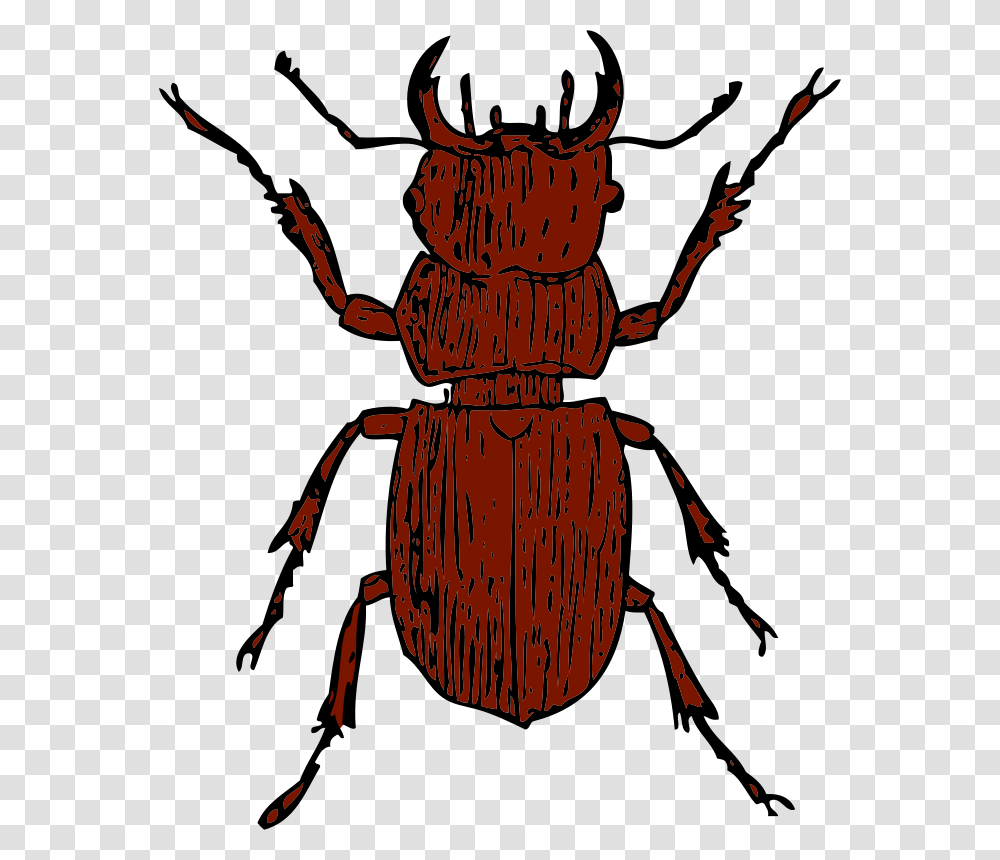 Johnny Automatic Stag Beetle, Animals, Insect, Invertebrate, Dung Beetle Transparent Png