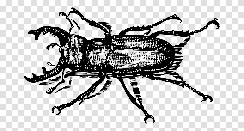 Johnny Automatic Staghorn Beetle, Animals, Gray, World Of Warcraft Transparent Png
