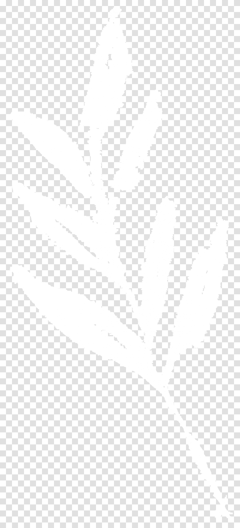 Johns Hopkins Logo White, Leaf, Plant, Stencil, Flower Transparent Png