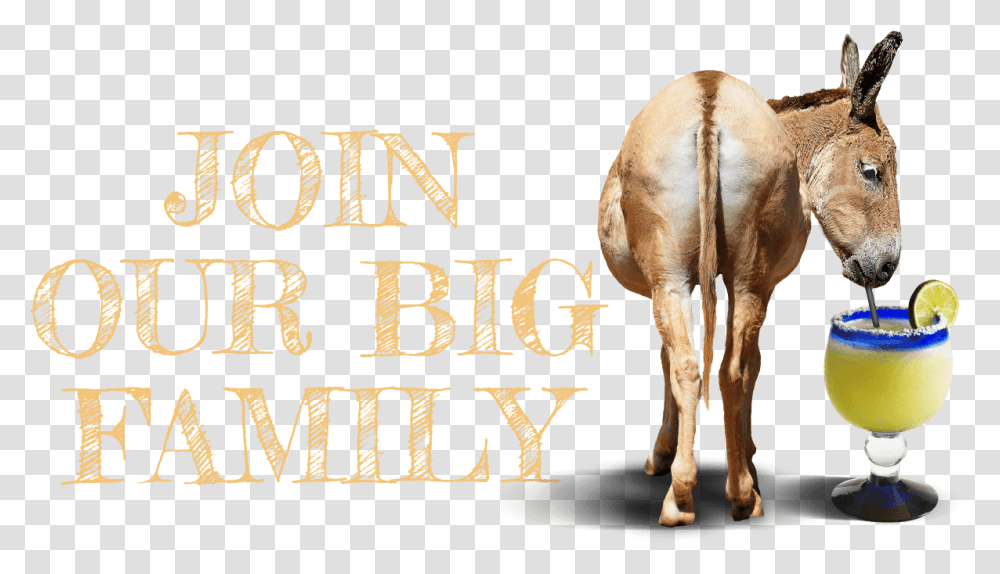 Join Our Big Ass Family Sorrel, Animal, Mammal, Antelope, Wildlife Transparent Png