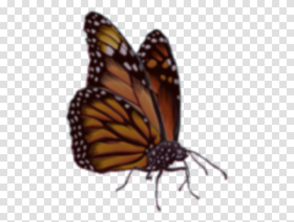 Join The Cali Roots Email List Monarch Butterfly Monarch Butterfly, Insect, Invertebrate, Animal Transparent Png
