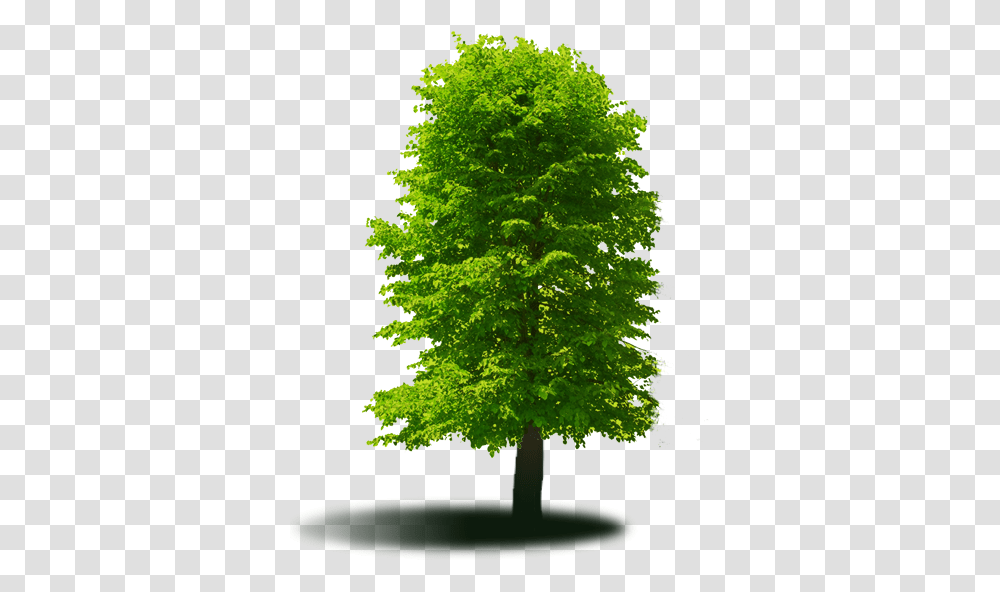 Jonny Nichols Landscape Maintenance Tree, Plant, Maple, Oak Transparent Png