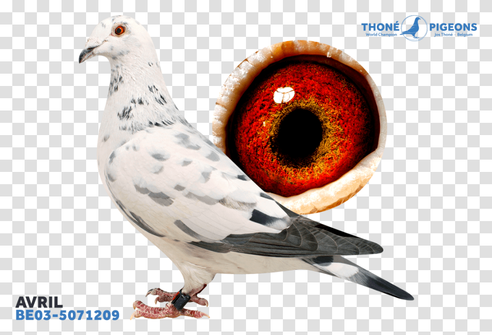 Jos Thone Pigeons Avril, Bird, Animal, Dove Transparent Png